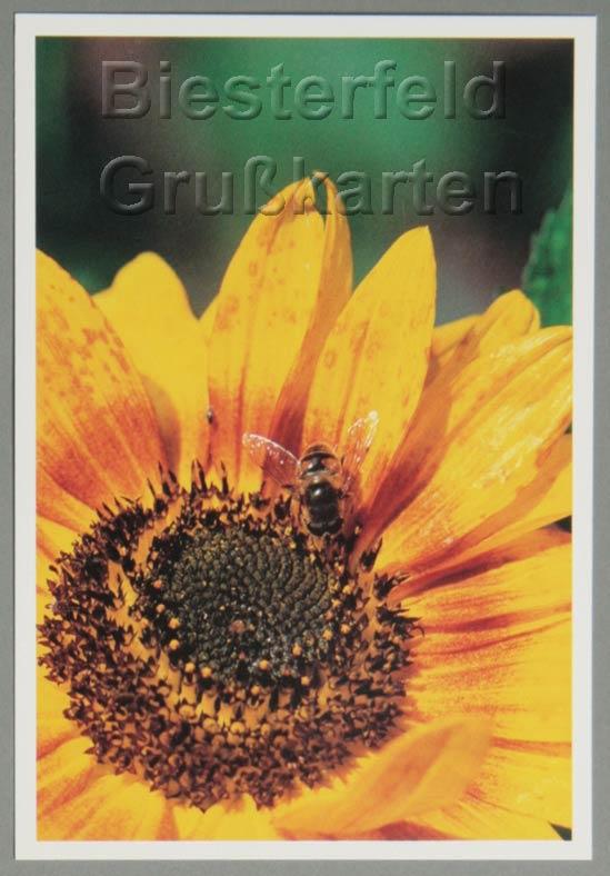 96-Celle-Postkarte-3